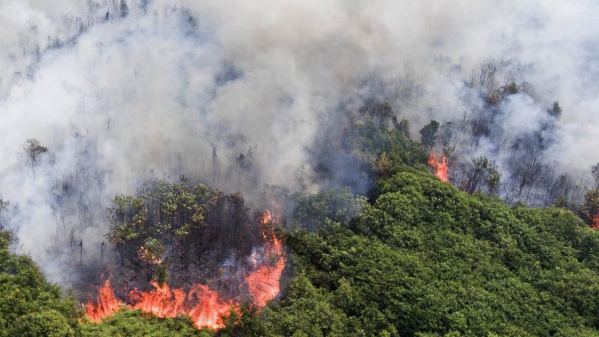 Kebakaran Hutan Hanguskan Ribuan Hektar Lahan di Sumatera