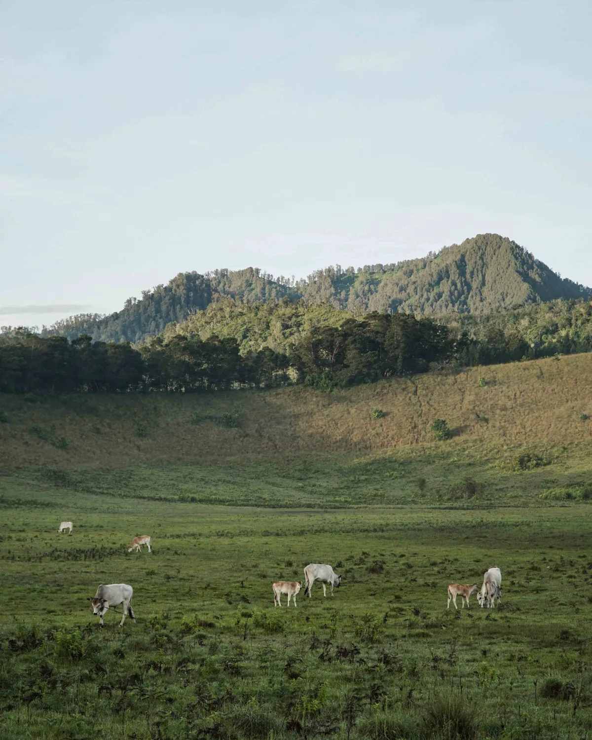 kawah wurung banyuwangi, kawah wurung, wisata kawah wurung,: Mengapa Kawah Wurung Layak Masuk Daftar Perjalanan Anda