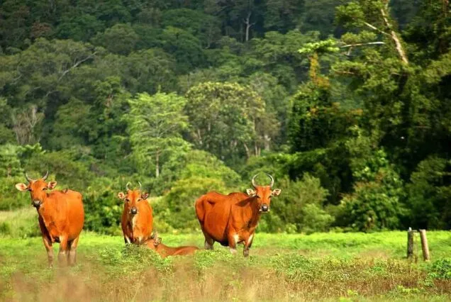 taman nasional alas purwo, alas purwo banyuwangi, wisata: Nilai Lebih dari Sebuah Perjalanan ke Taman Nasional Alas