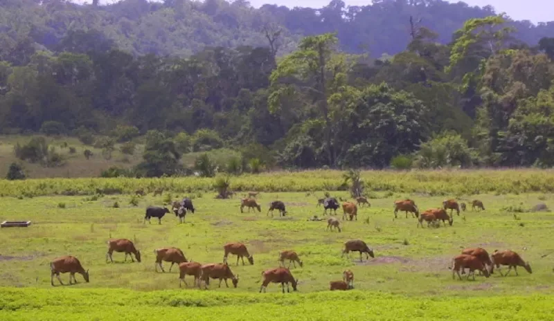 taman nasional alas purwo, alas purwo banyuwangi, wisata
