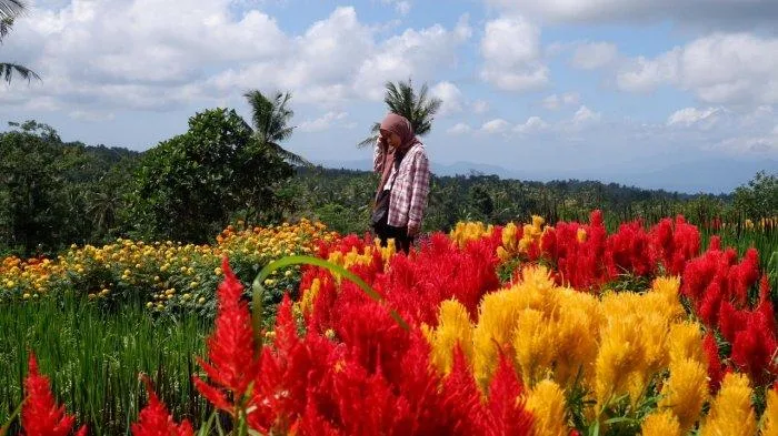 agrowisata tamansuruh banyuwangi, agrowisata tamansuruh, - Pertanyaan yang Sering Diajukan Soal Agrowisata Tamansuruh