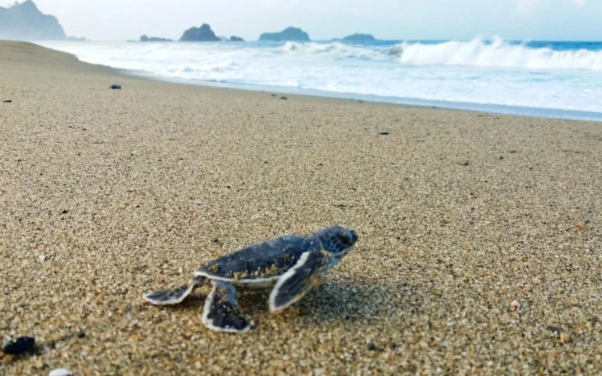 pantai sukamade banyuwangi, pantai sukamade, penyu: Pertanyaan Umum Seputar Wisata Penyu Sukamade