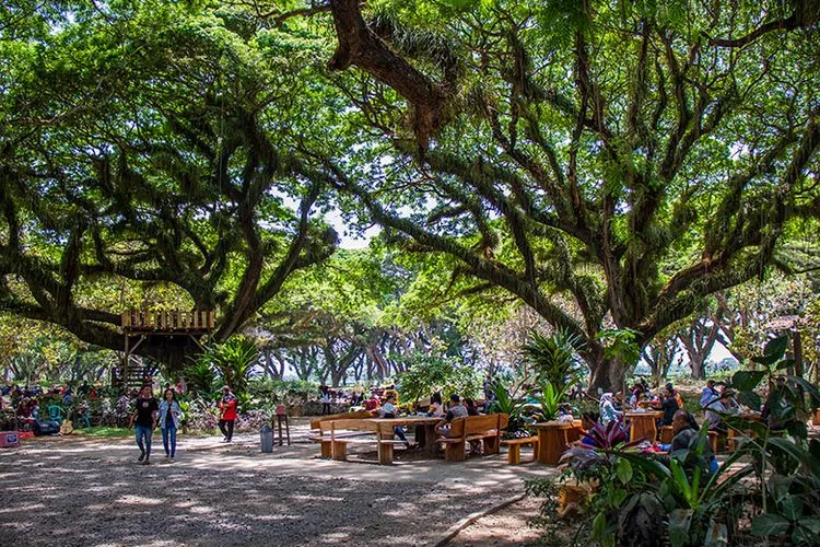 de djawatan benculuk, de djawatan banyuwangi, hutan