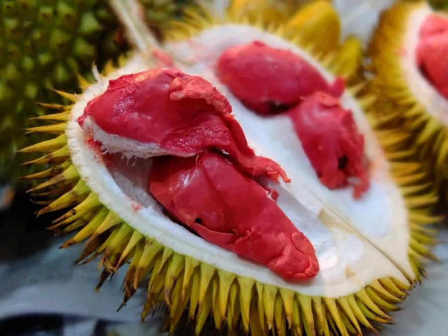 durian merah banyuwangi, durian merah, buah durian merah,
