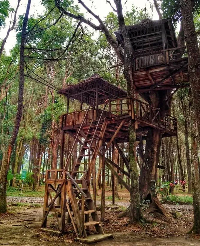 wisata pinus camp songgon, pinus camp songgon, camping