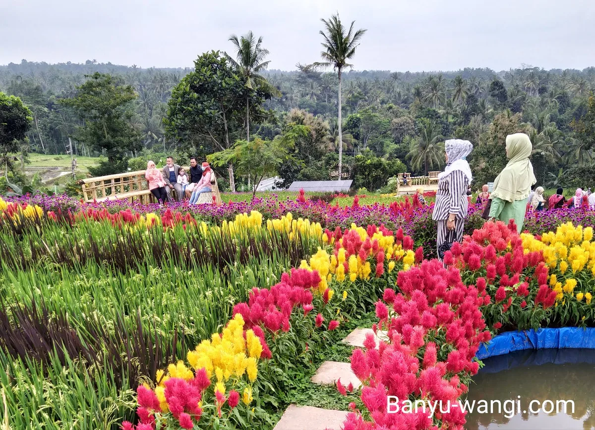 agrowisata tamansuruh banyuwangi, agrowisata tamansuruh,