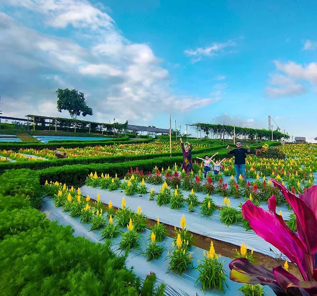 agrowisata tamansuruh banyuwangi, agrowisata tamansuruh, - Lokasi, Akses, dan Rute Menuju AWT Kemiren
