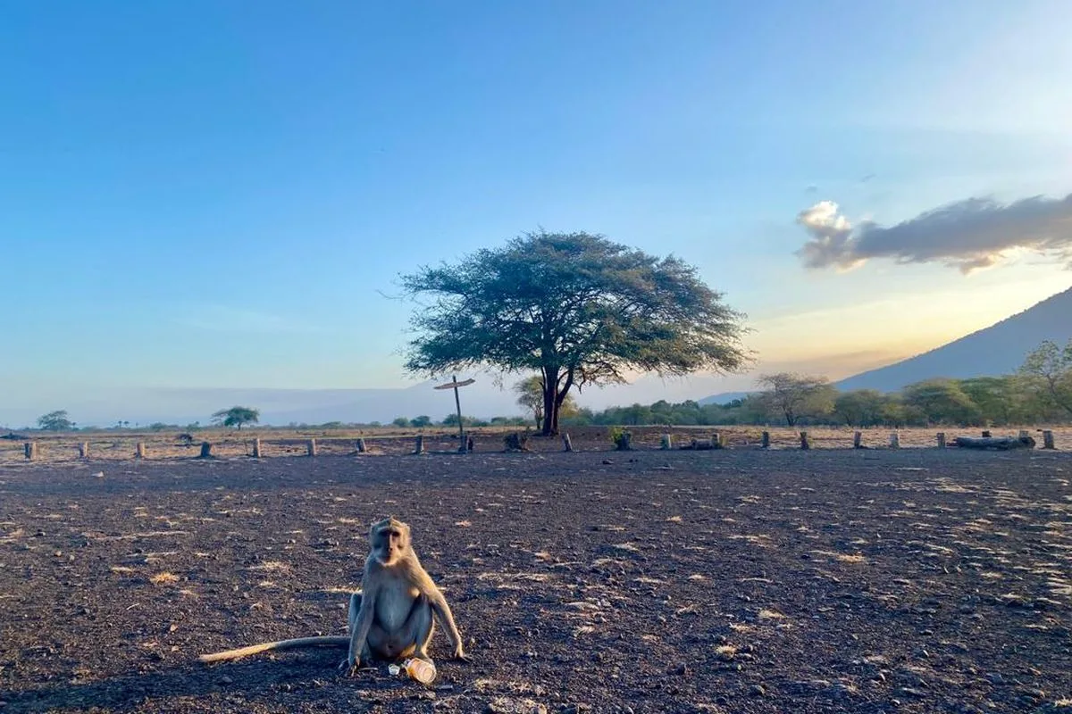 taman nasional baluran banyuwangi, baluran banyuwangi,: Panduan Praktis Menyusun Itinerary Taman Nasional Baluran