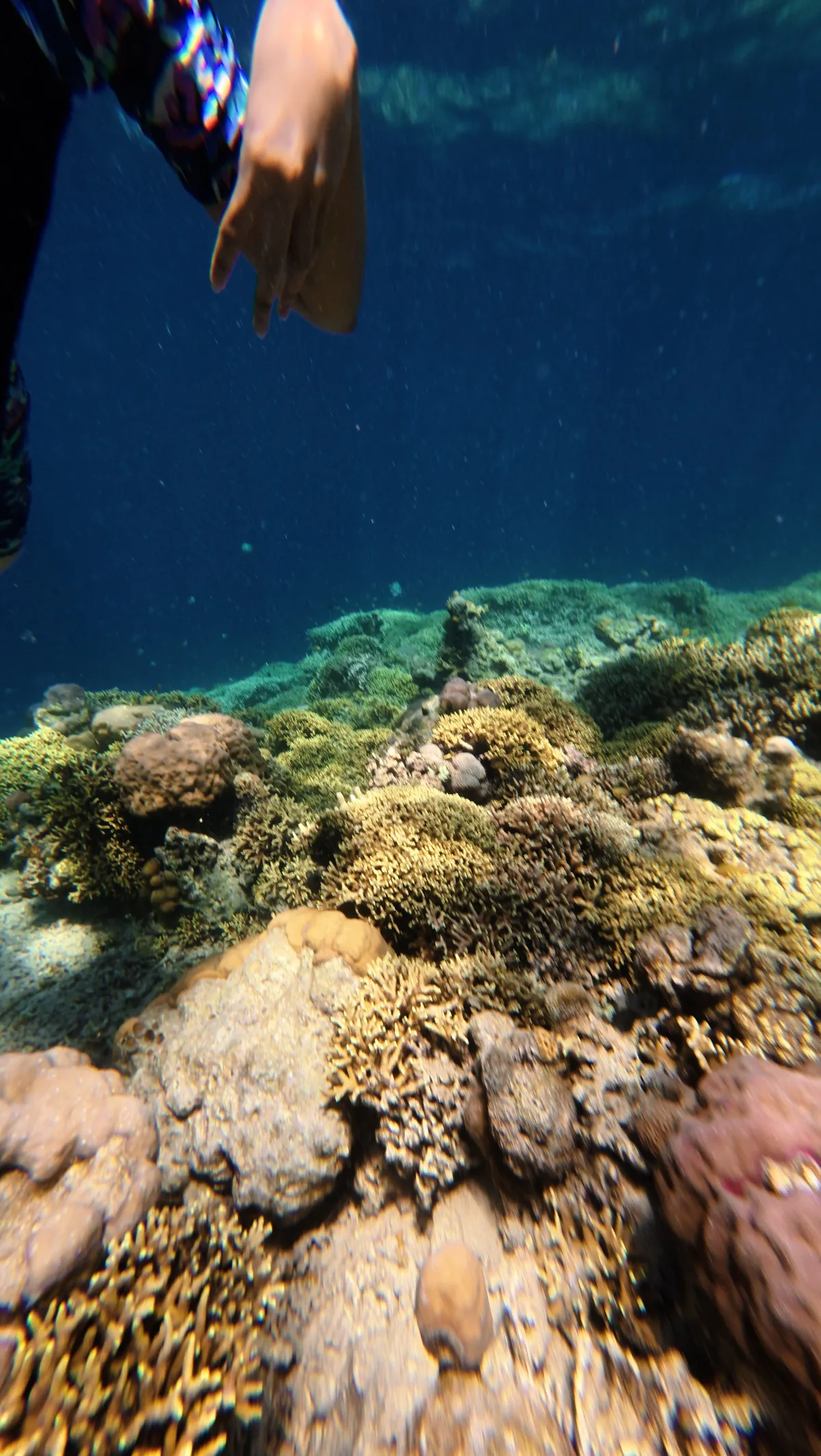 bangsring underwater banyuwangi, bangsring underwater,