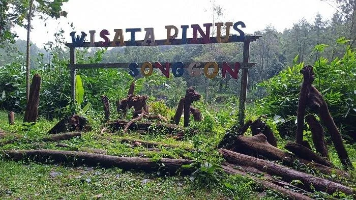 wisata pinus camp songgon, pinus camp songgon, camping