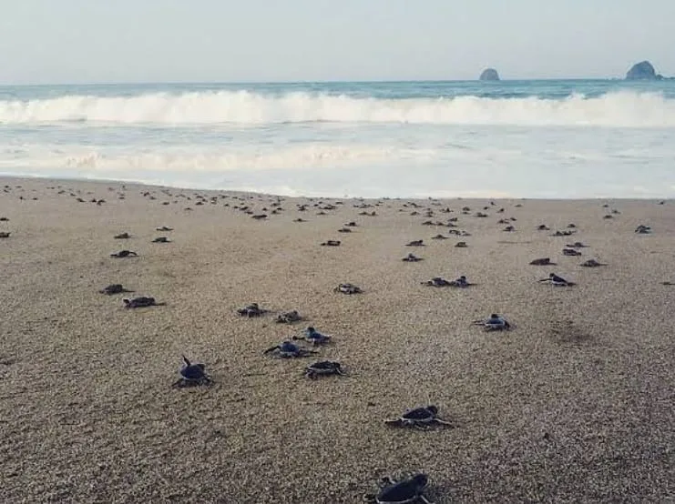 pantai sukamade banyuwangi, pantai sukamade, penyu - Pantai Sekitar yang Bisa Dikombinasikan