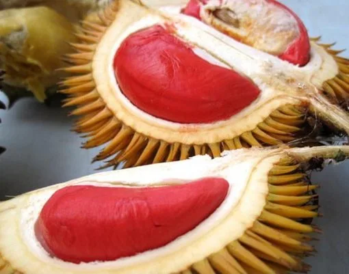 durian merah banyuwangi, durian merah, buah durian merah,