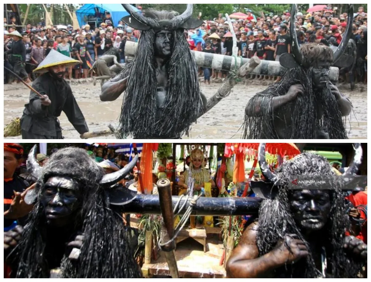 tradisi kebo keboan alasmalang, kebo keboan banyuwangi,