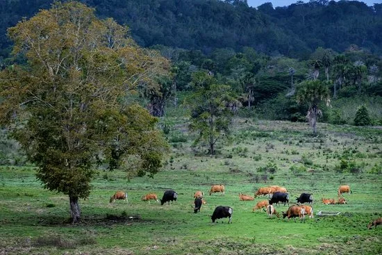 taman nasional alas purwo, alas purwo banyuwangi, wisata: Tiket Masuk Alas Purwo, Biaya Operasional, dan Apa Saja