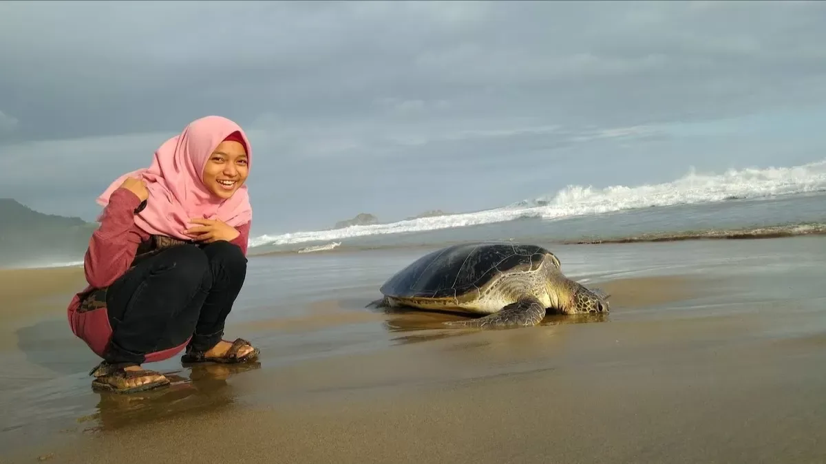 pantai sukamade banyuwangi, pantai sukamade, penyu: Rute dan Akses Menuju Pantai Sukamade
