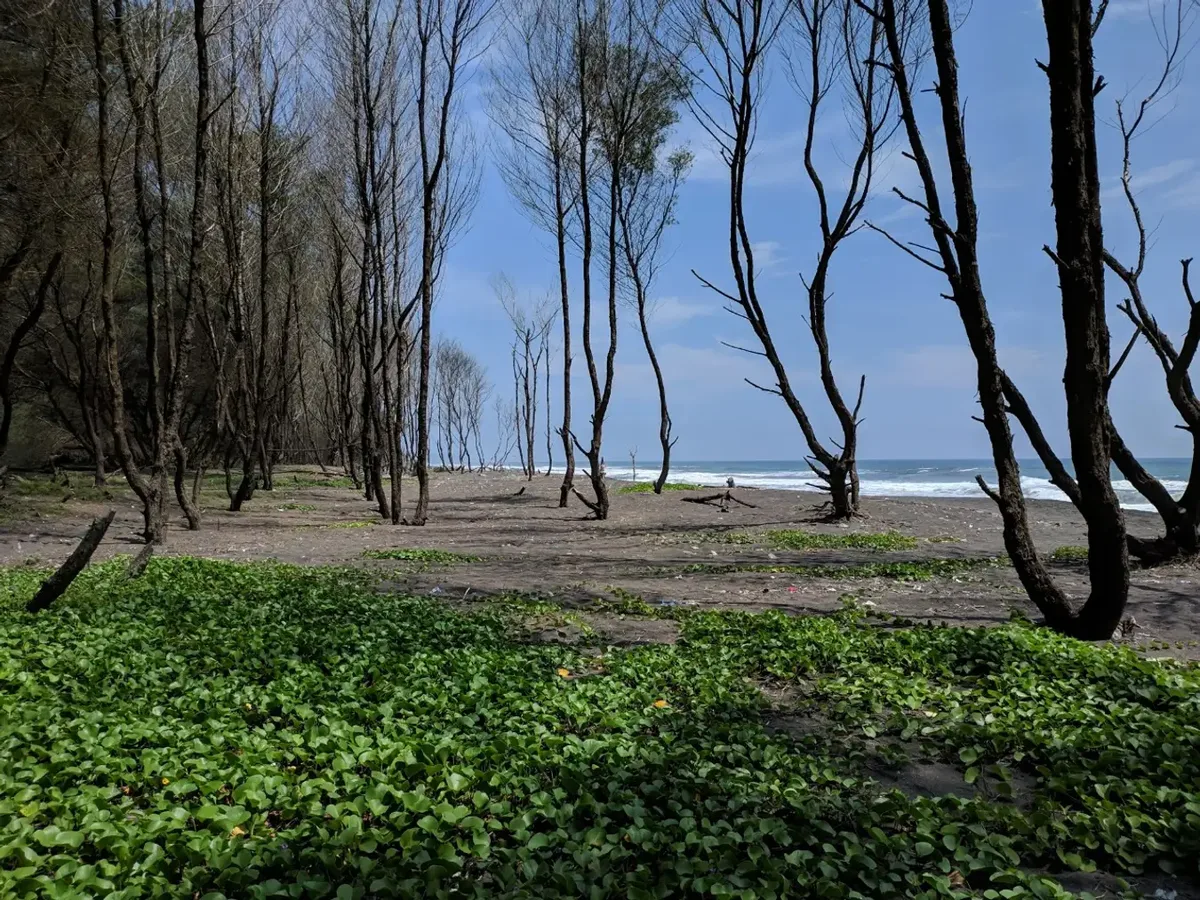 pantai cemara banyuwangi, pantai cemara, hutan cemara: Potensi dan Tantangan Konservasi di Kawasan Pantai Cemara