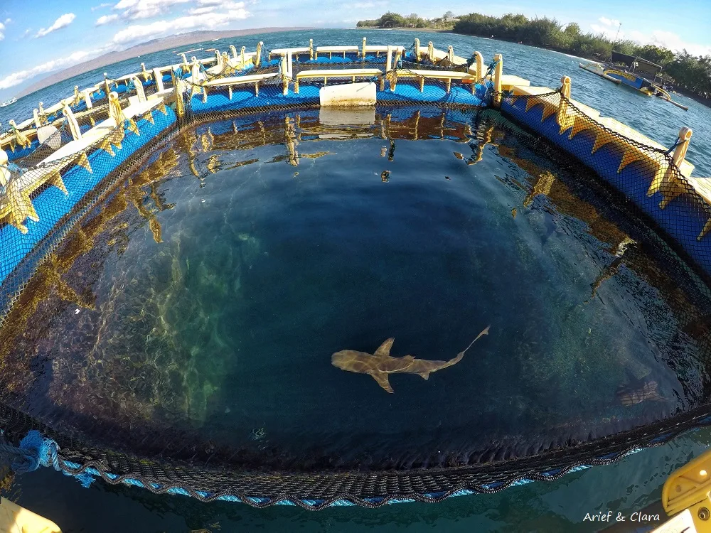 bangsring underwater banyuwangi, bangsring underwater,
