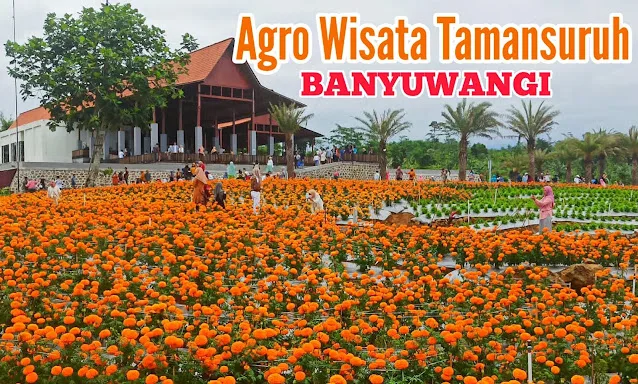 agrowisata tamansuruh banyuwangi, agrowisata tamansuruh, - Kuliner Khas di Sekitar Desa Kemiren