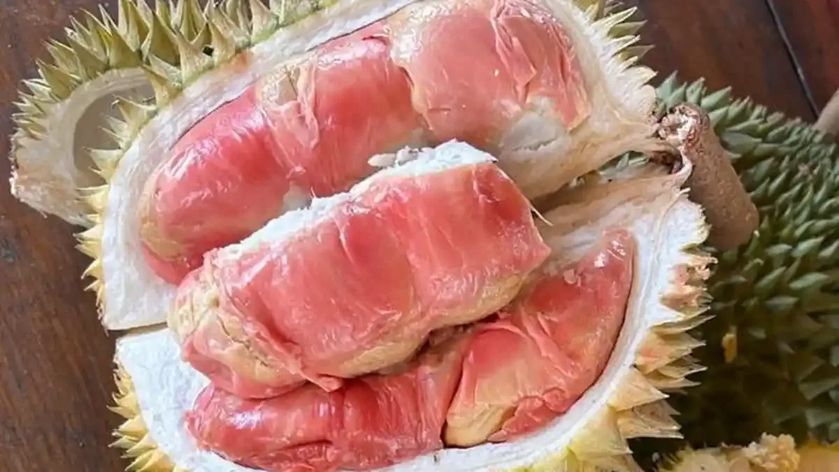 durian merah banyuwangi, durian merah, buah durian merah,