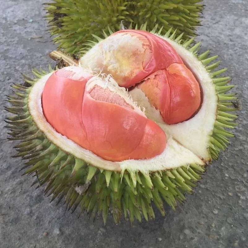 durian merah banyuwangi, durian merah, buah durian merah,: FAQ: Pertanyaan yang Sering Diajukan tentang Durian Merah