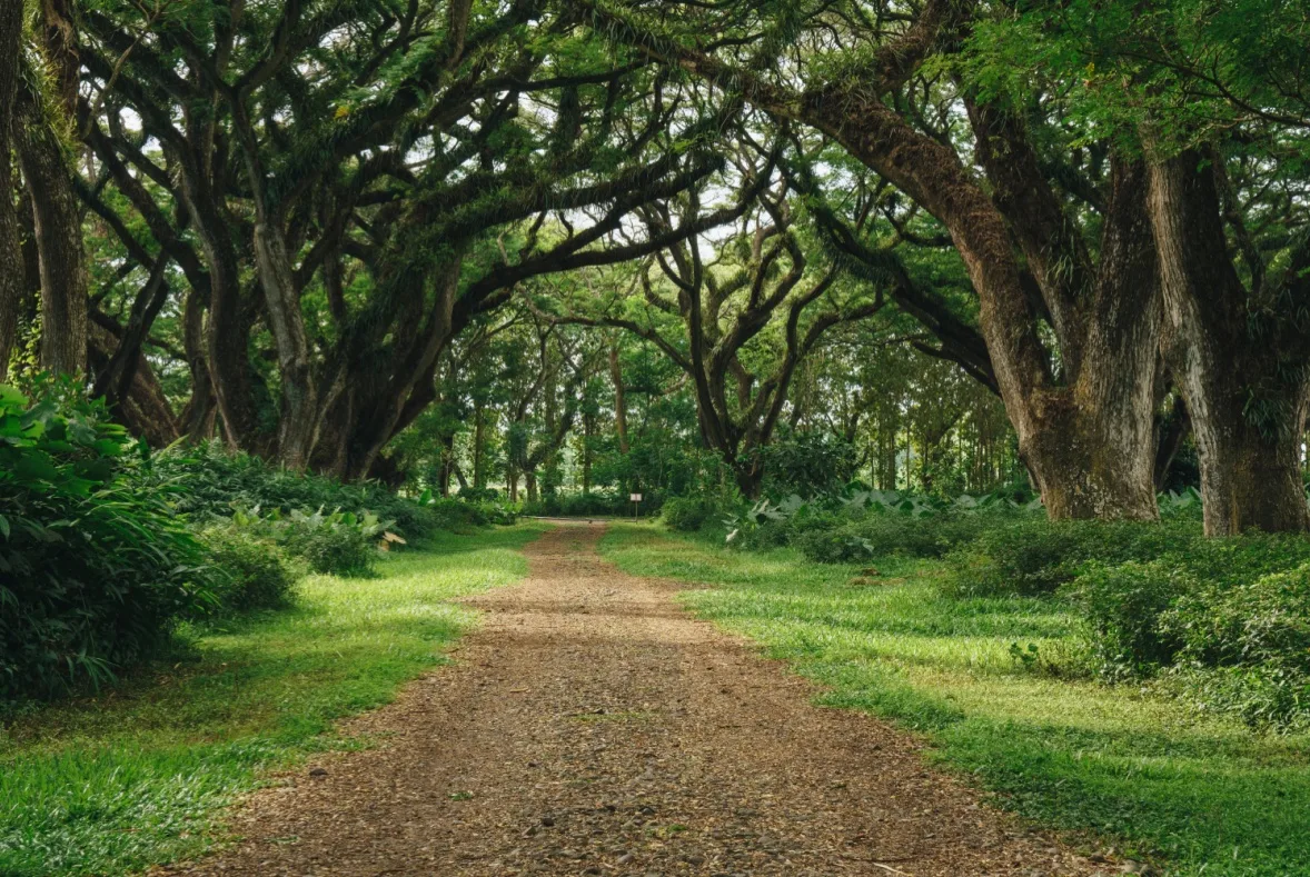de djawatan benculuk, de djawatan banyuwangi, hutan: Panduan Aktivitas Selama Berada di Hutan Djawatan