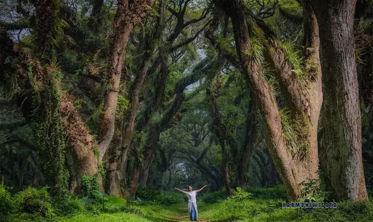 de djawatan benculuk, de djawatan banyuwangi, hutan