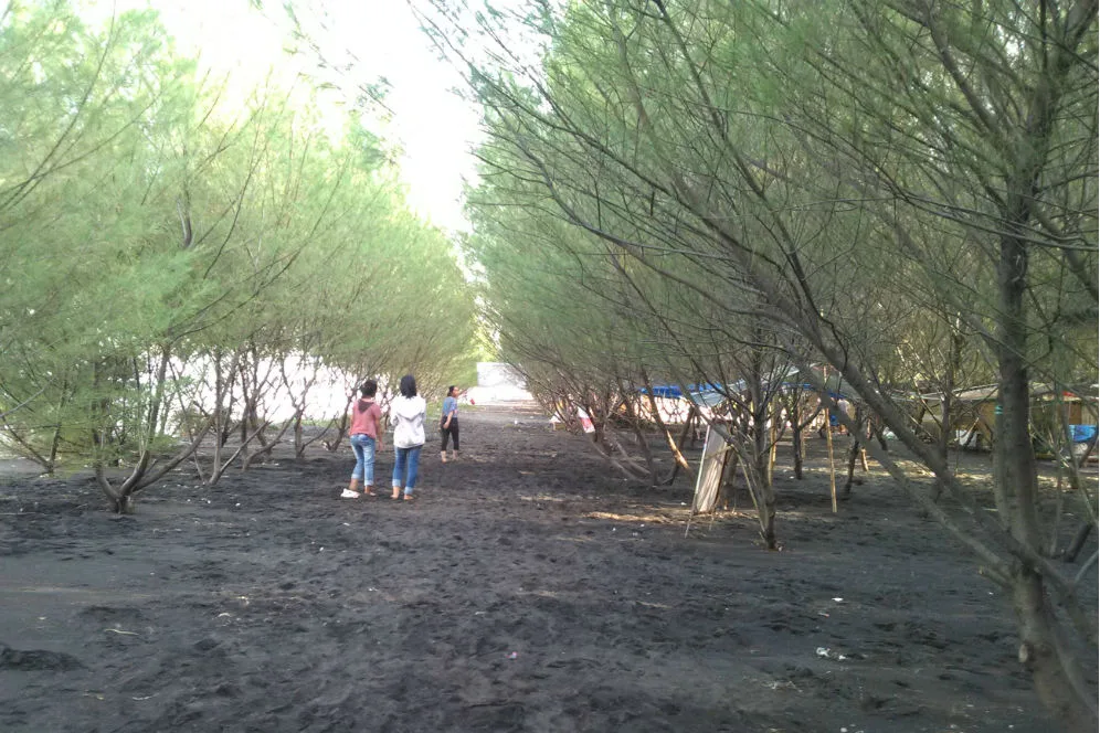 pantai cemara banyuwangi, pantai cemara, hutan cemara