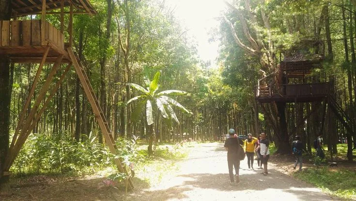 wisata pinus camp songgon, pinus camp songgon, camping - Pertanyaan yang Sering Diajukan Pengunjung