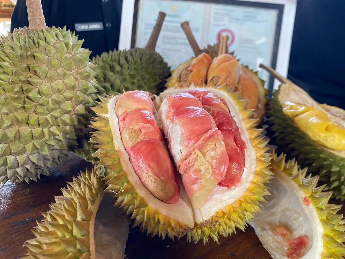 durian merah banyuwangi, durian merah, buah durian merah, - Membedah Cita Rasa Legit Durian Merah Banyuwangi Secara