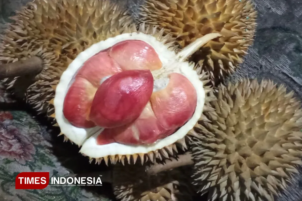 durian merah banyuwangi, durian merah, buah durian merah,: Panduan Memilih Buah Durian Merah yang Matang Sempurna