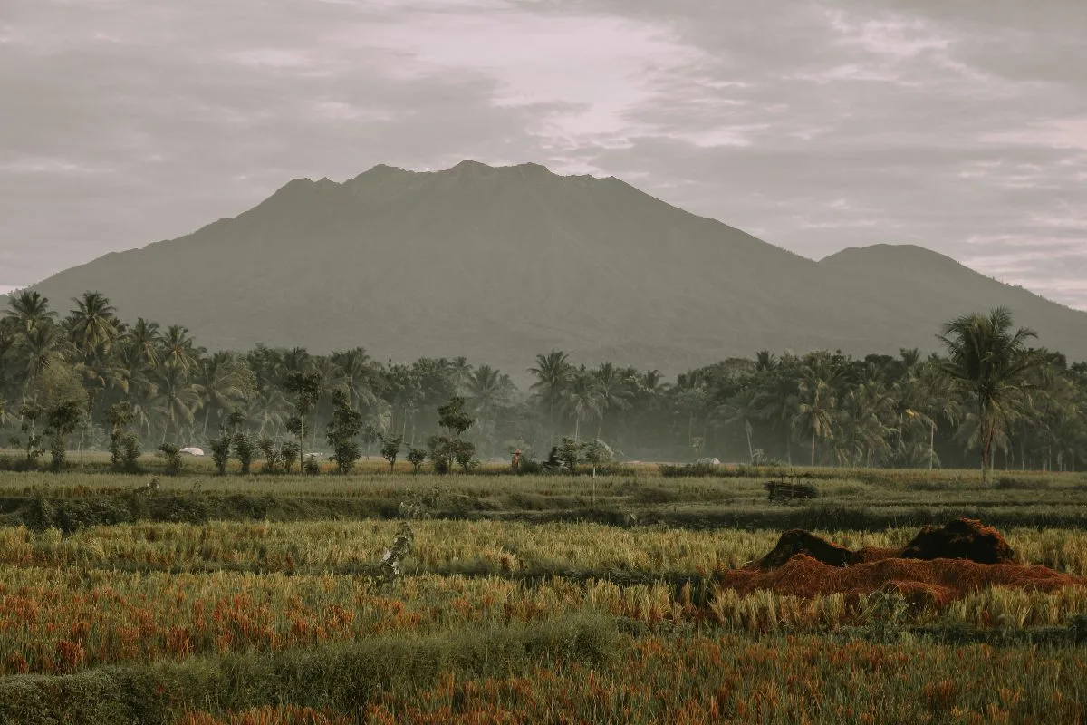 kecamatan kalibaru banyuwangi, kecamatan kalibaru, kalibaru
