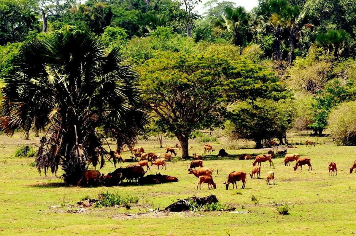 taman nasional alas purwo, alas purwo banyuwangi, wisata: Kesalahan Umum yang Merusak Perjalanan ke Alas Purwo