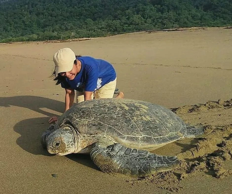 pantai sukamade banyuwangi, pantai sukamade, penyu: Kesalahan yang Sering Dilakukan Pengunjung