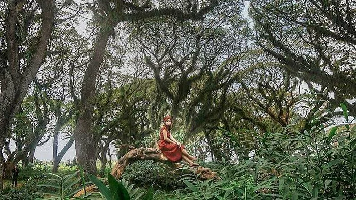 de djawatan benculuk, de djawatan banyuwangi, hutan: Fasilitas Pendukung di Sekitar Kawasan