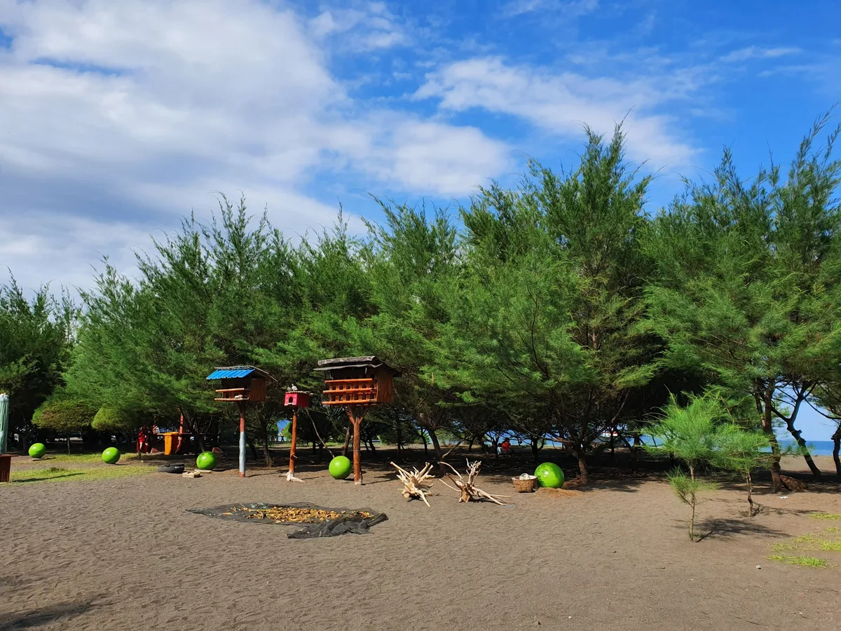 pantai cemara banyuwangi, pantai cemara, hutan cemara: Sensasi Teduh di Pantai Cemara Banyuwangi: Konservasi Penyu