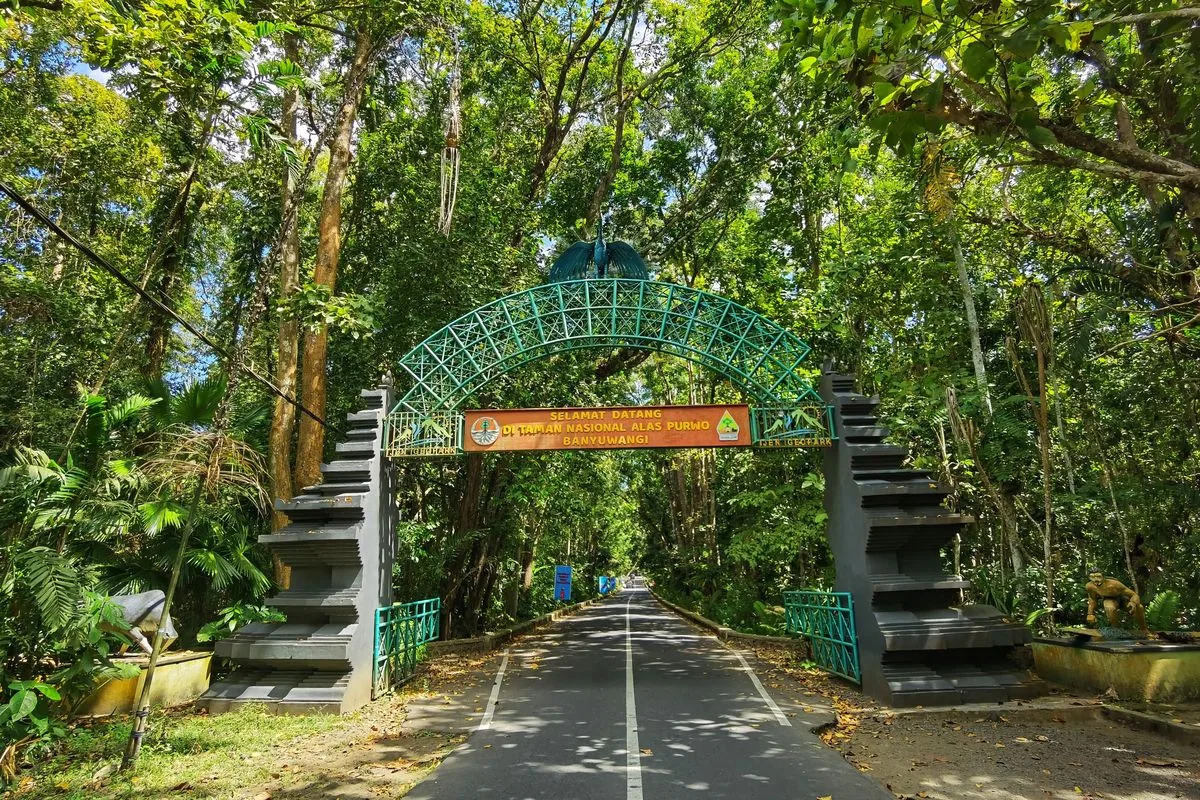 taman nasional alas purwo, alas purwo banyuwangi, wisata - Pengalaman Terbaik ketika Berada di Savana Sadengan Alas