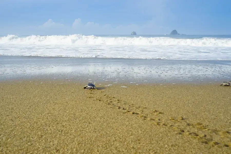 pantai sukamade banyuwangi, pantai sukamade, penyu