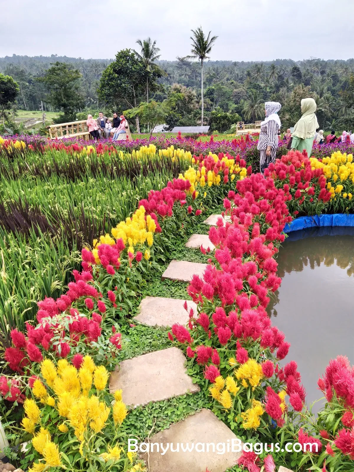 agrowisata tamansuruh banyuwangi, agrowisata tamansuruh,: Tiket AWT Tamansuruh: Informasi Kunjungan yang Perlu