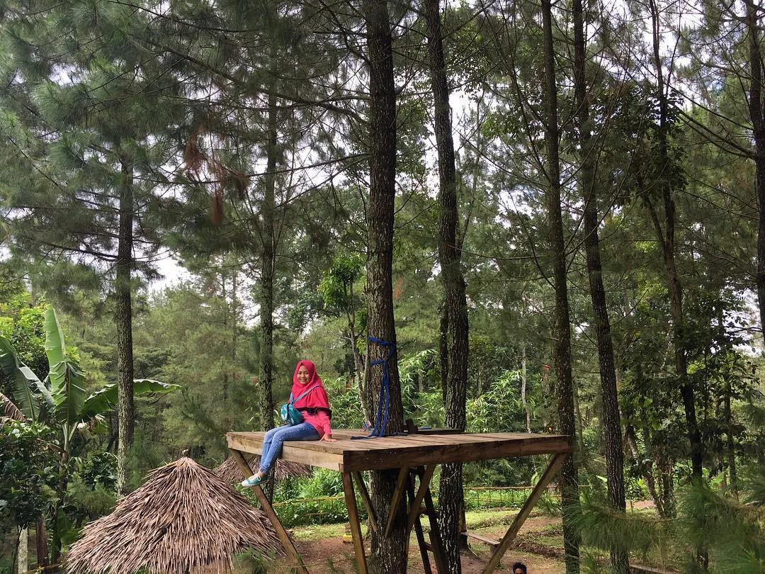 wisata pinus camp songgon, pinus camp songgon, camping