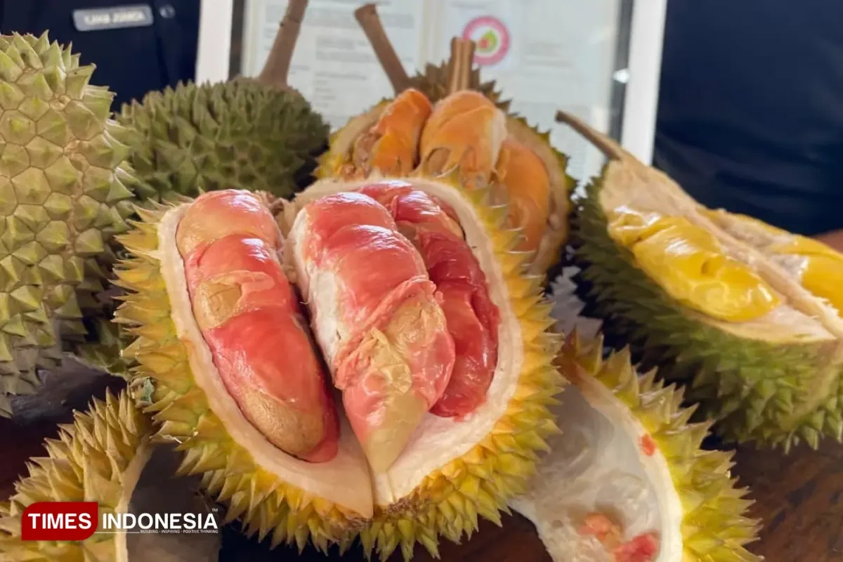 durian merah banyuwangi, durian merah, buah durian merah,: Kesalahan yang Sering Dilakukan saat Mencoba Durian Merah