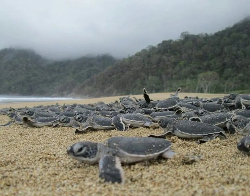 pantai sukamade banyuwangi, pantai sukamade, penyu - Fasilitas dan Akomodasi di Sekitar Pantai Sukamade