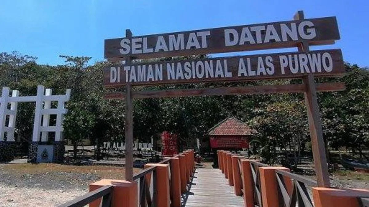 taman nasional alas purwo, alas purwo banyuwangi, wisata: Peran Konservasi dan Tantangan Pengelolaan di Balik Pesona