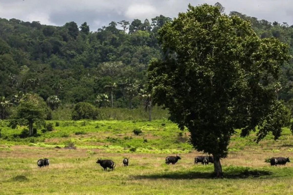 taman nasional alas purwo, alas purwo banyuwangi, wisata - Menyusun Itinerary Realistis untuk Menjelajahi Kawasan