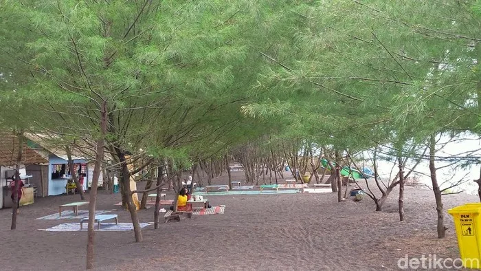 pantai cemara banyuwangi, pantai cemara, hutan cemara: Penangkaran Penyu Pantai Cemara & Peran Konservasi Lokal