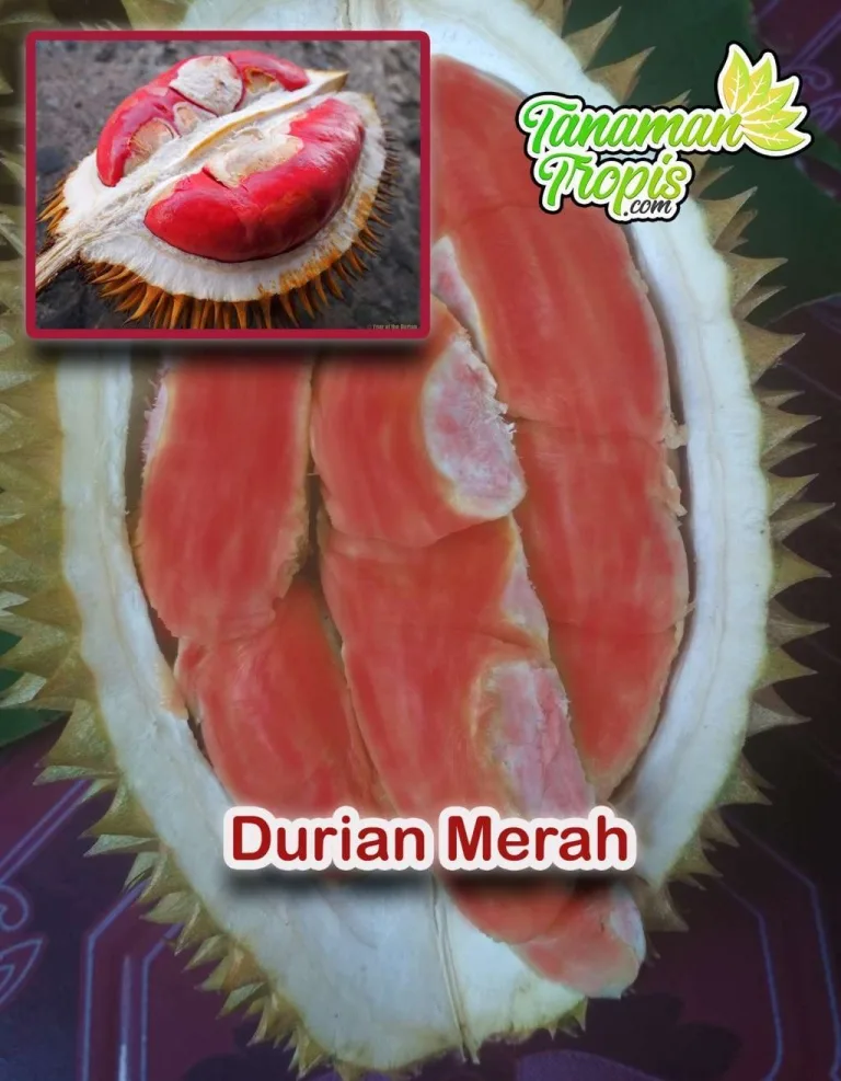 durian merah banyuwangi, durian merah, buah durian merah,