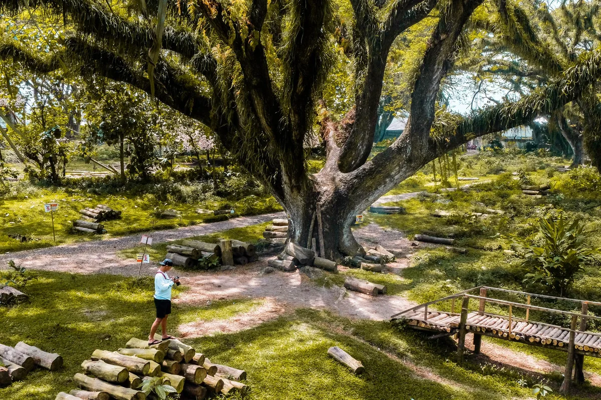 de djawatan benculuk, de djawatan banyuwangi, hutan