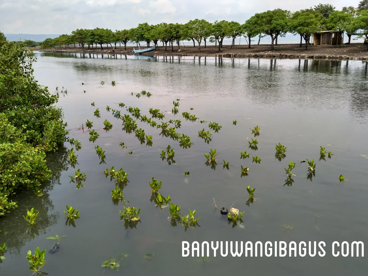 pantai pulau santen banyuwangi, pantai pulau santen, pulau - Waktu Terbaik Menikmati Ketenangan di Pantai Pulau Santen