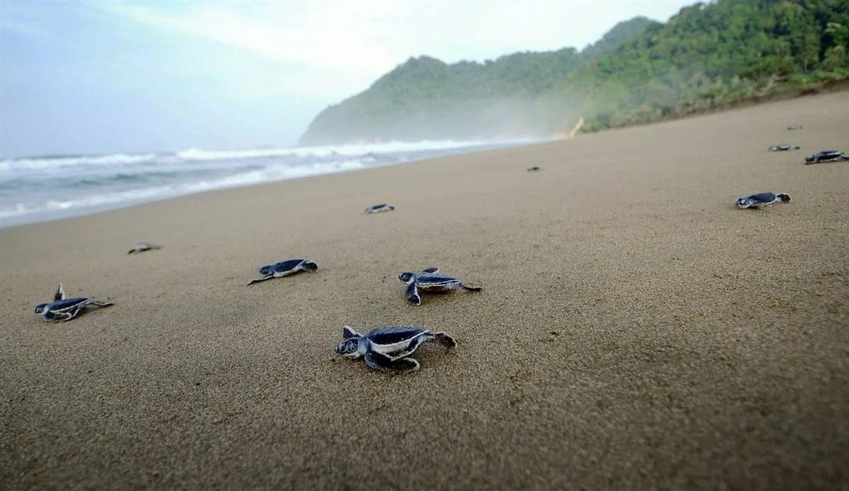 pantai sukamade banyuwangi, pantai sukamade, penyu