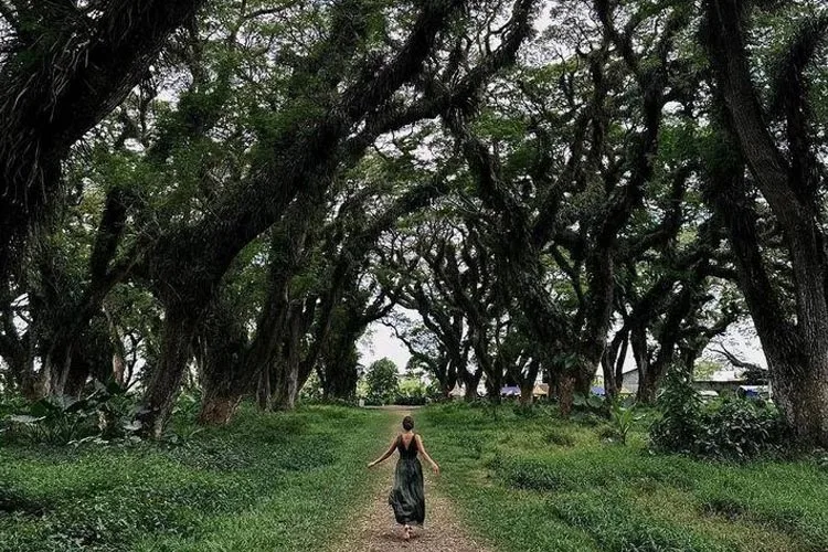 de djawatan benculuk, de djawatan banyuwangi, hutan