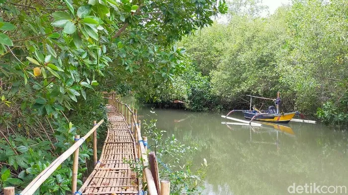 pantai cemara banyuwangi, pantai cemara, hutan cemara